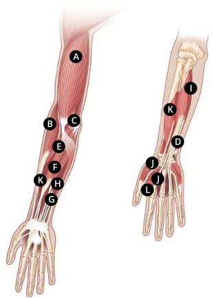 XEOMIN dosing and admin instructions for adults with upper limb spasticity